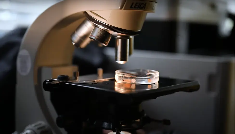 Microscope
